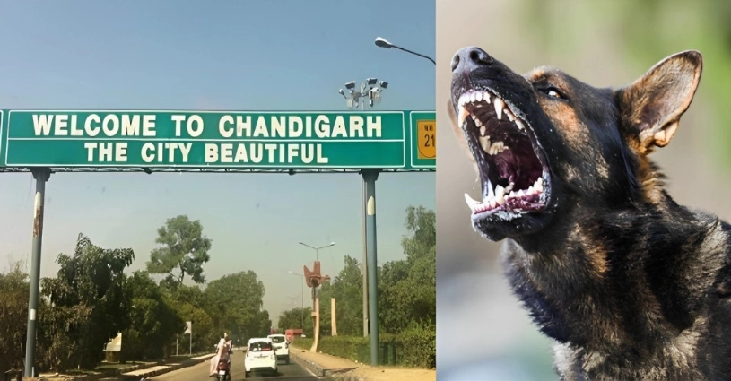 Trending, Chandigarh Dog Ban, Chandigarh Dog Breeds Ban, Six Dog Breeds Ban, Six Dog Breeds Ban Chandigarh, Chandigarh Dog Bylaws, List of dog breeds ban Chandigarh | 'Ban on 6 dog breeds, Rs 10,000 penalty & more': Chandigarh MC to propose amended dog bylaws- True Scoop