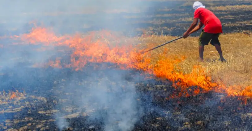 Stubble burning cases to rise in upcoming days over Paddy crop cutting; breathing troubles may shoot up