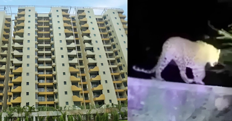 Ludhiana's Centra Greens flat residents locked in home as Leopard still at large after 28 hours; Advisory issued | Centra Green,Centra Green Ludhiana,Centra Green Ludhiana Leopard- True Scoop