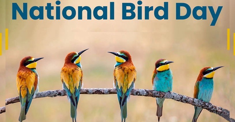 Top 10 Bird Sanctuaries in India Must-Visit Bird Sanctuaries Indian Avian Wonders