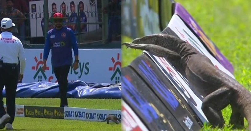 Sri Lanka vs Afghanistan Test halted after massive 'Monitor Lizard' invades stadium; Watch Video