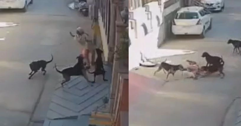 Jalandhar: Elderly woman attacked by 4 stray dogs in Ashok Nagar