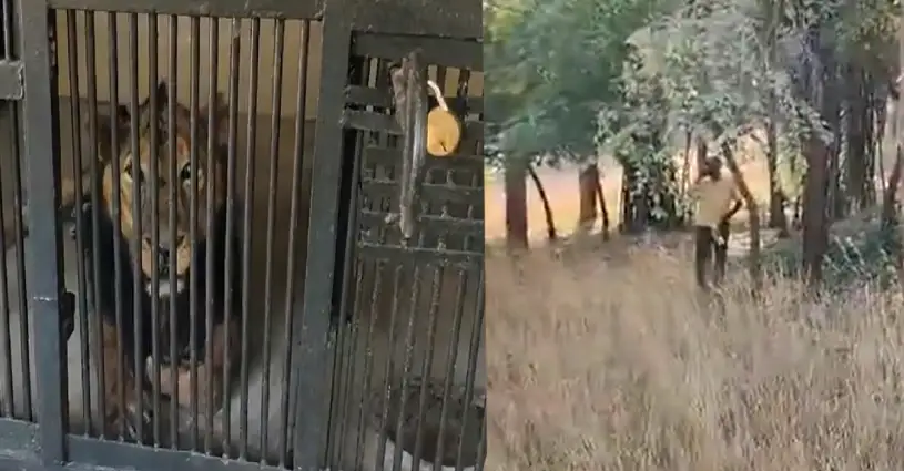 India Trending Tirupati Zoo Lion Attack