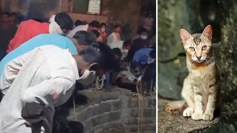 India Trending Ahmednagar-Cat-Rescue