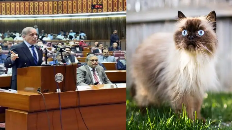 Trending, Pakistani Parliament, Pakistani Parliament Cat, Pakistani Parliament Cat Deploy, Pakistani Parliament Rats Problem, Pakistani Parliament Budget Cats, Pakistani Parliament Rat Control- True Scoop