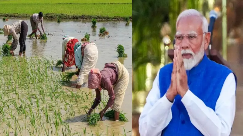 India, Trending, PM Kisan, Modi Government, Farmer Support, Direct Benefit Transfer, Income Assistance, Agriculture India, PM Kisan Money Transfer, PM Kisan Yojana Money Transfer How To Check- True Scoop