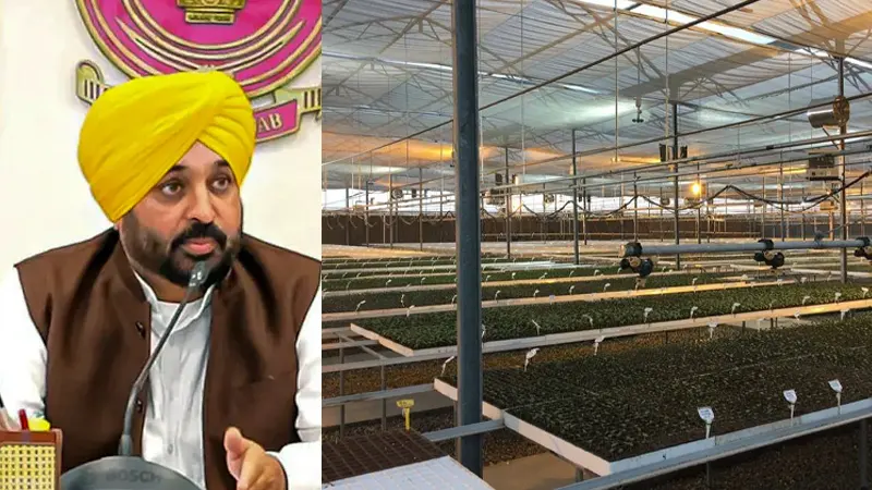 Punjab, Bhagwant Mann High Tech Vegetable Centers, High Tech Vegetable Centers Punjab, High Tech Vegetable Centers Moga, High Tech Vegetable Centers Kartarpur, What are High Tech Vegetable Centers- True Scoop