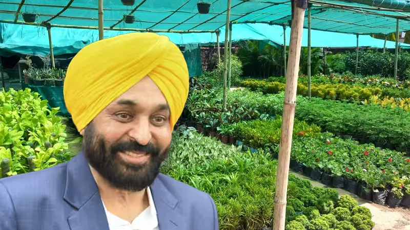 Punjab, Bhagwant Mann, Bhagwant Mann Nursery Act, Bhagwant Mann Punjab Nursery Act, Virus Free Plants Nursery Punjab, Punjab Virus Free Plants Nursery- True Scoop