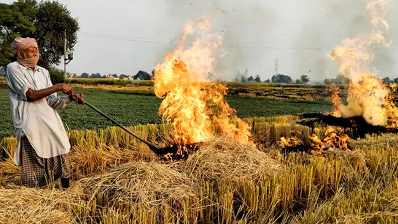 India, Trending, Punjab stubble burning, Supreme Court stubble burning, Haryana stubble burning, Commission for Air Quality Management Act, CAQM, Supreme Court slam Centre, Punjab stubble burning crisis, Haryana stubble burning crisis, Delhi pollution, Delhi AQI- True Scoop