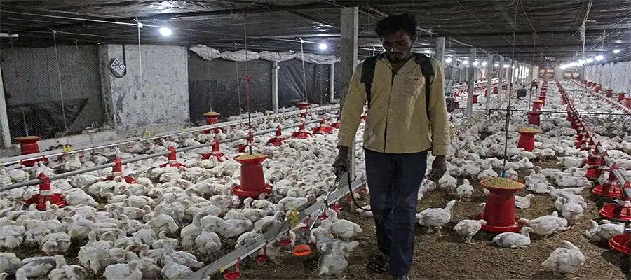 Bird Flu, Bird Flu in Punjab, Bird Flu Punjab, Punjab Bird Flu Alert, Punjab H5N1 virus in Chickens, Bird Flu Symptoms, Punjab Non Vegetarians, Punjab- True Scoop