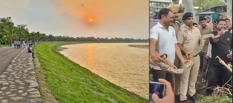 Sukhna Lake Chandigarh, Sukhna LakePython, Python Sukhna Lake Chandigarh, Chandigarh Sukhna Lake Python Video, Chandigarh Weather Update, Chandigarh Recrord Breaking Rainfall, Punjab- True Scoop